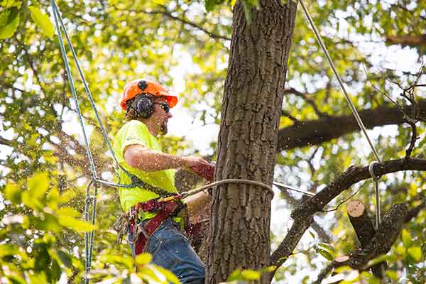 Tree Maintenance